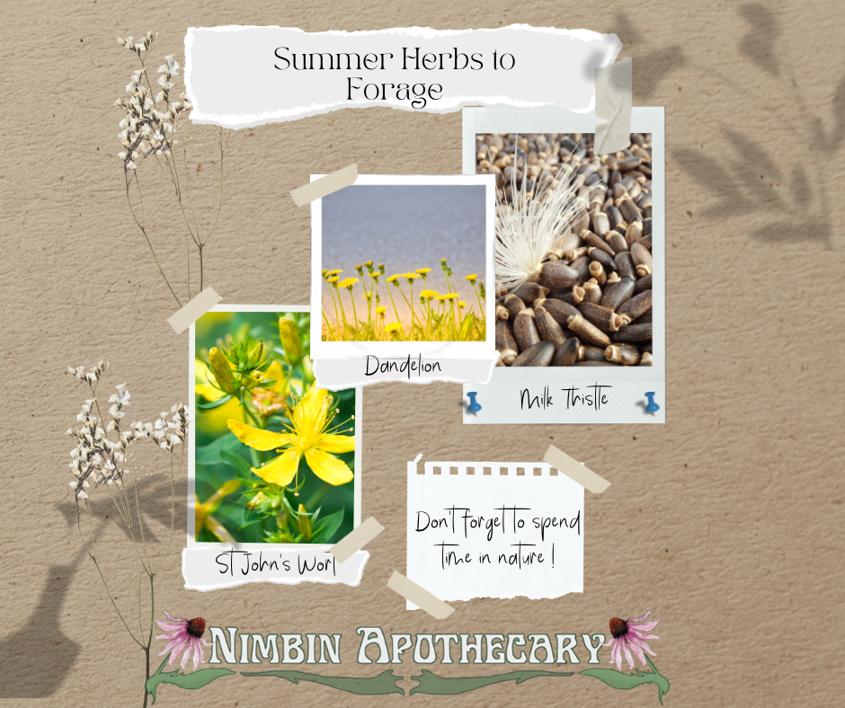 Summer Herbs to Forage