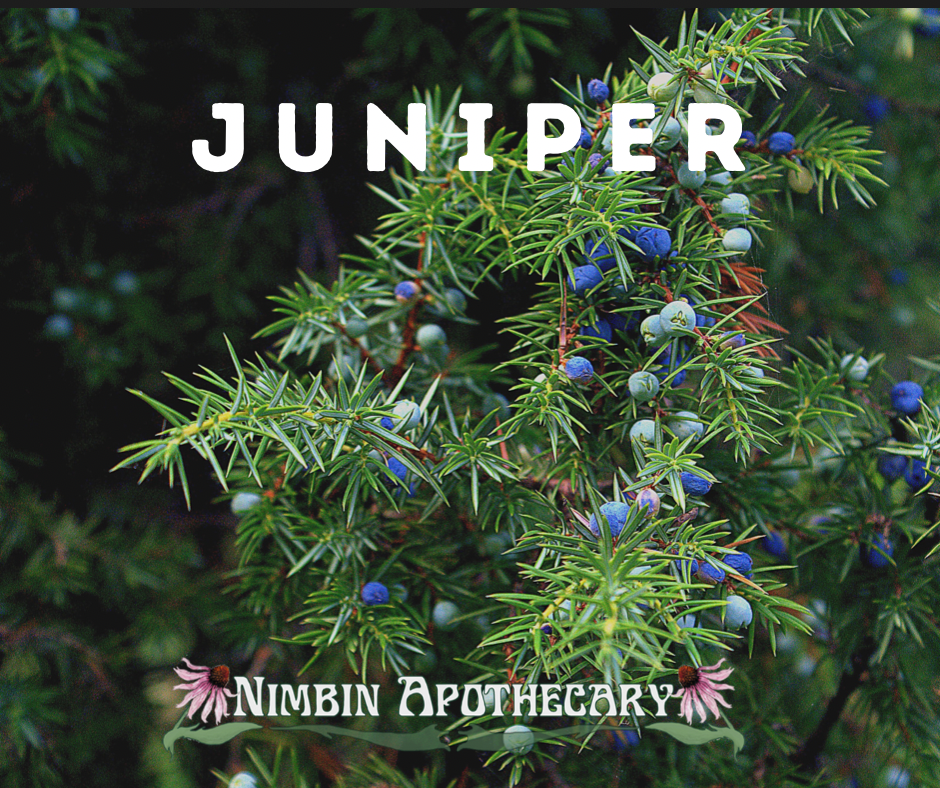 { JUNIPER ::: Juniperus communis }