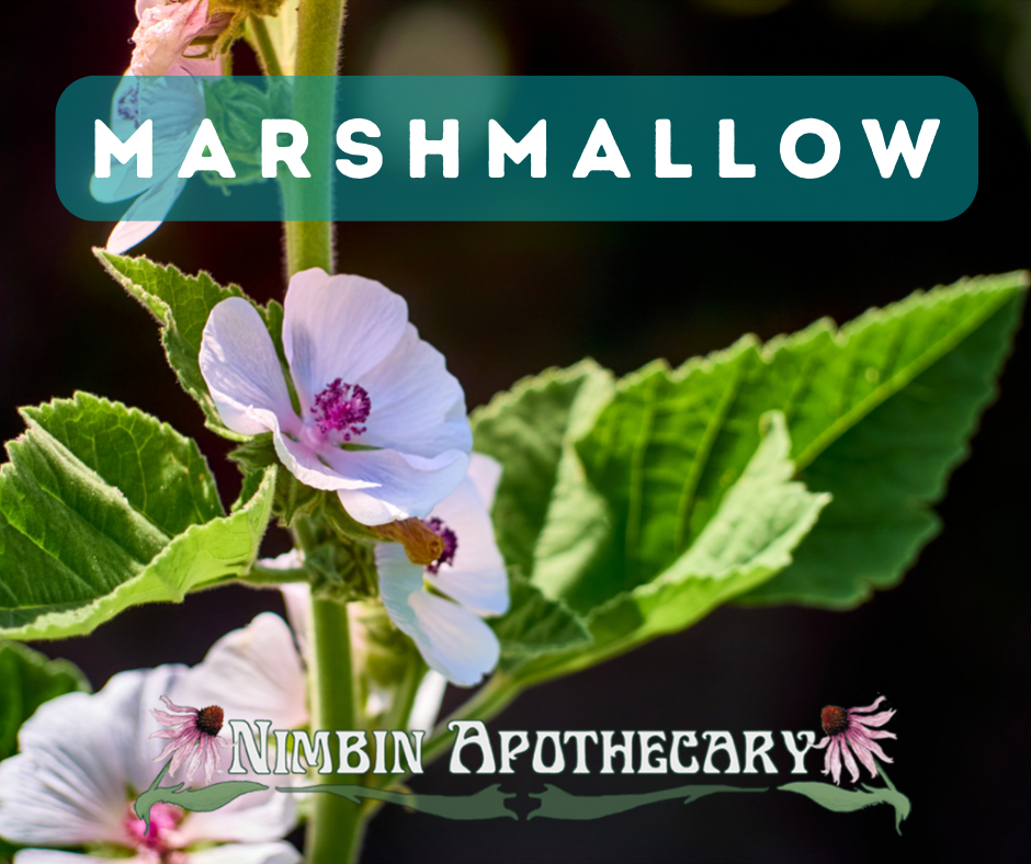 { MARSHMALLOW ::: Althaea officinalis }