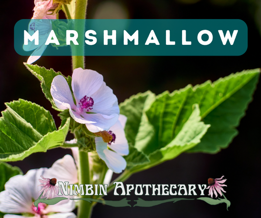 { MARSHMALLOW ::: Althaea officinalis }