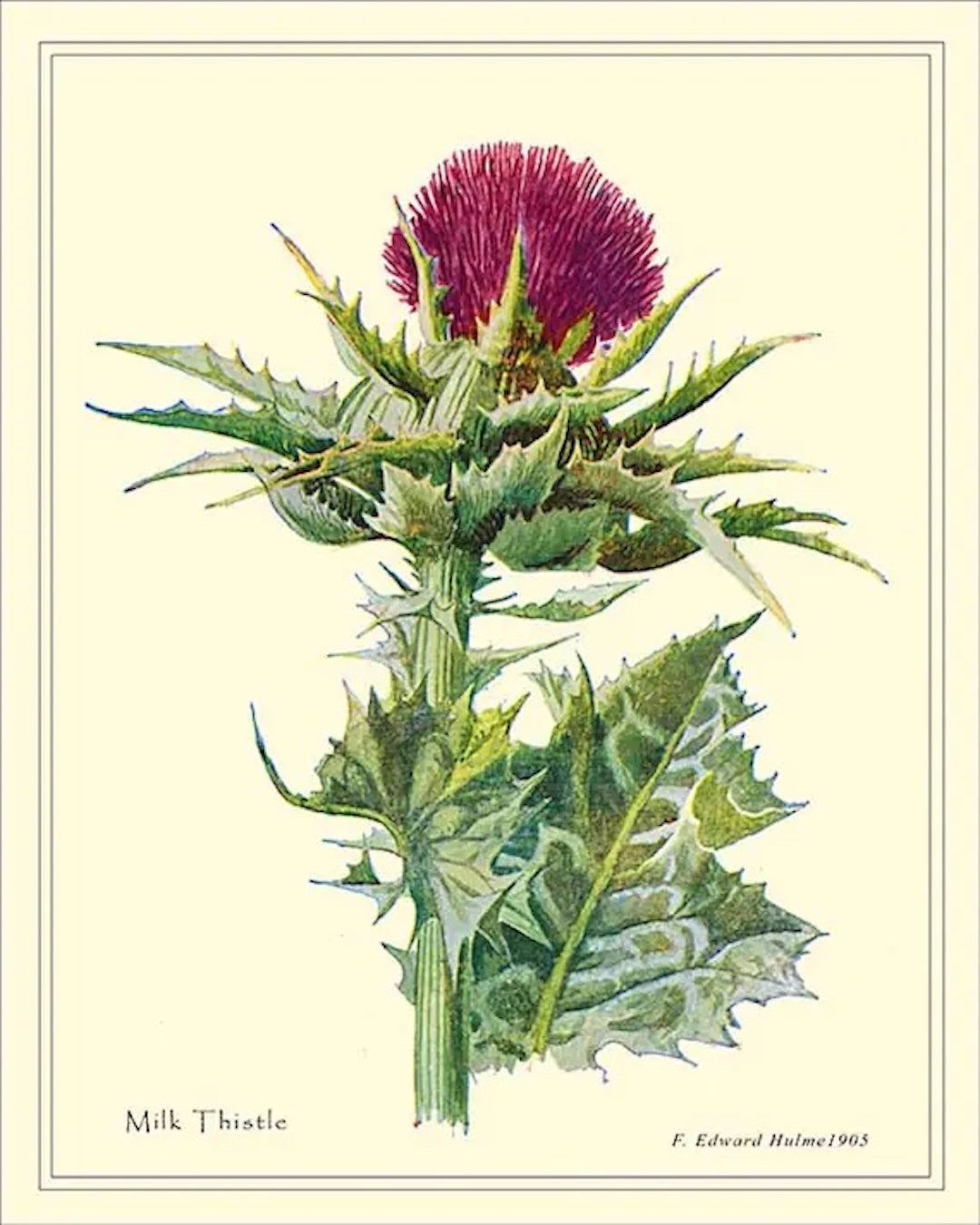 {Milk thistle ~ Silybum marianum}