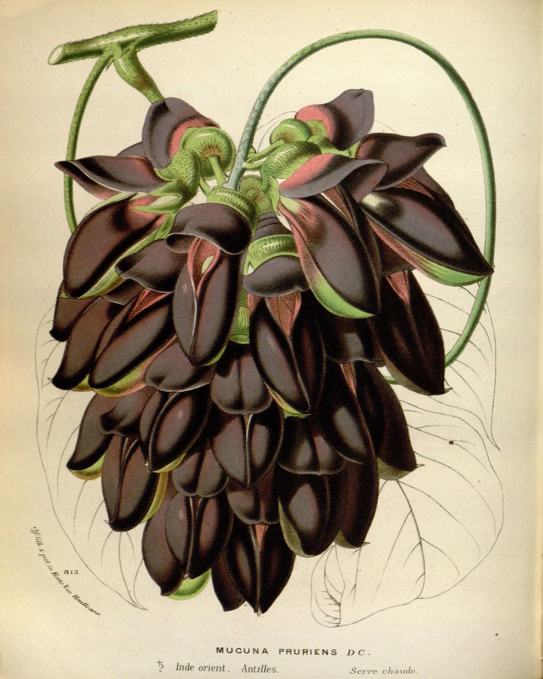 { Mucuna ~ Mucuna pruriens }