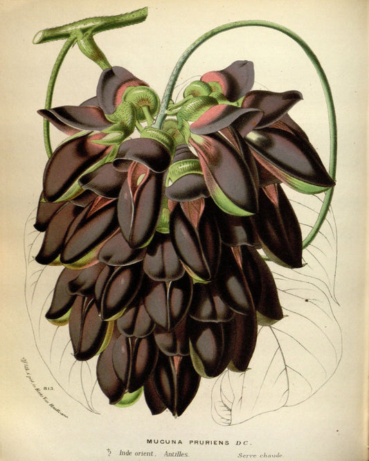 { Mucuna ~ Mucuna pruriens }