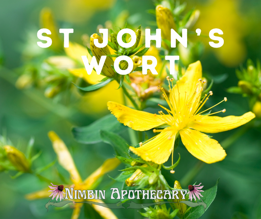 { ST. JOHN’S WORT ::: Hypericum perforatum }