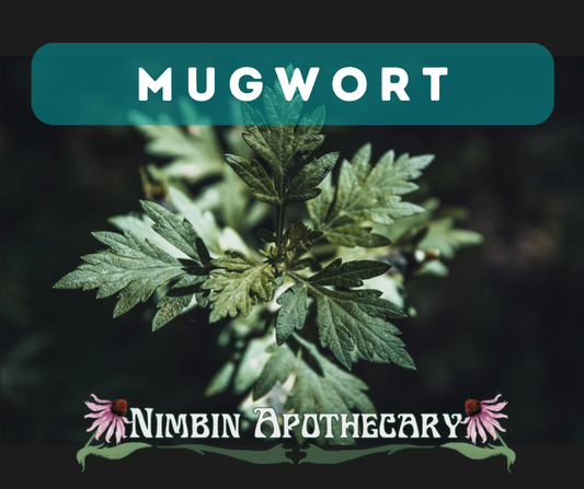 { MUGWORT ::: Artemisia vulgaris }