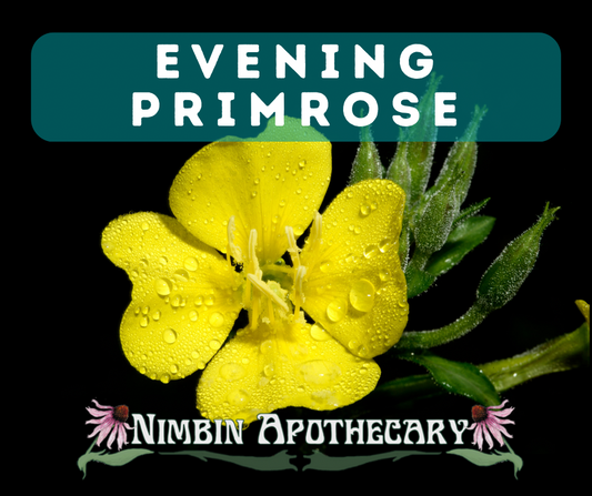 { EVENING PRIMROSE ::: Oenothera biennis }