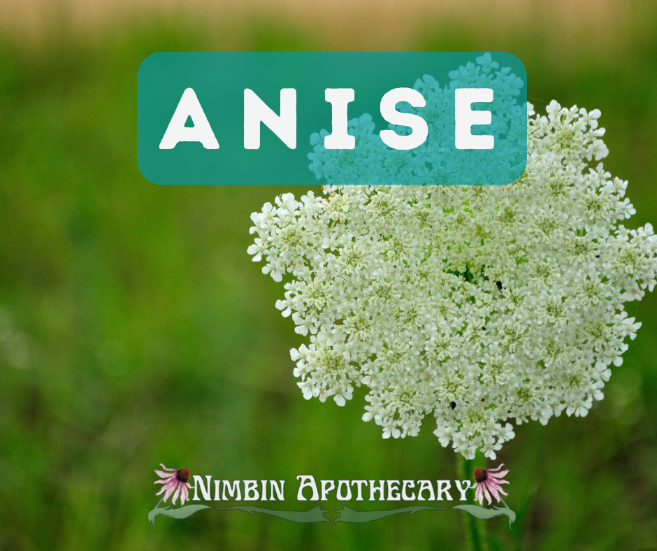 { ANISE SEED ::: Pimpinella anisum } – Nimbin Apothecary