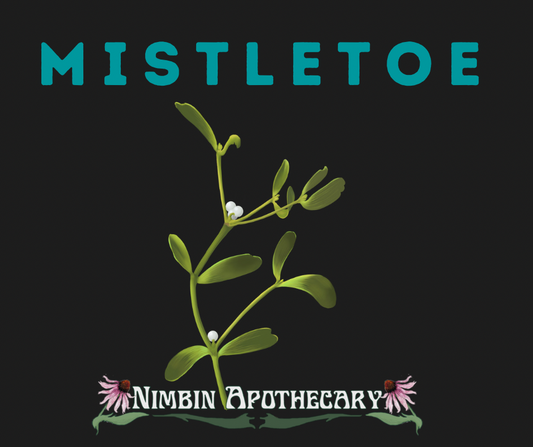 { MISTLETOE ::: Viscum album }
