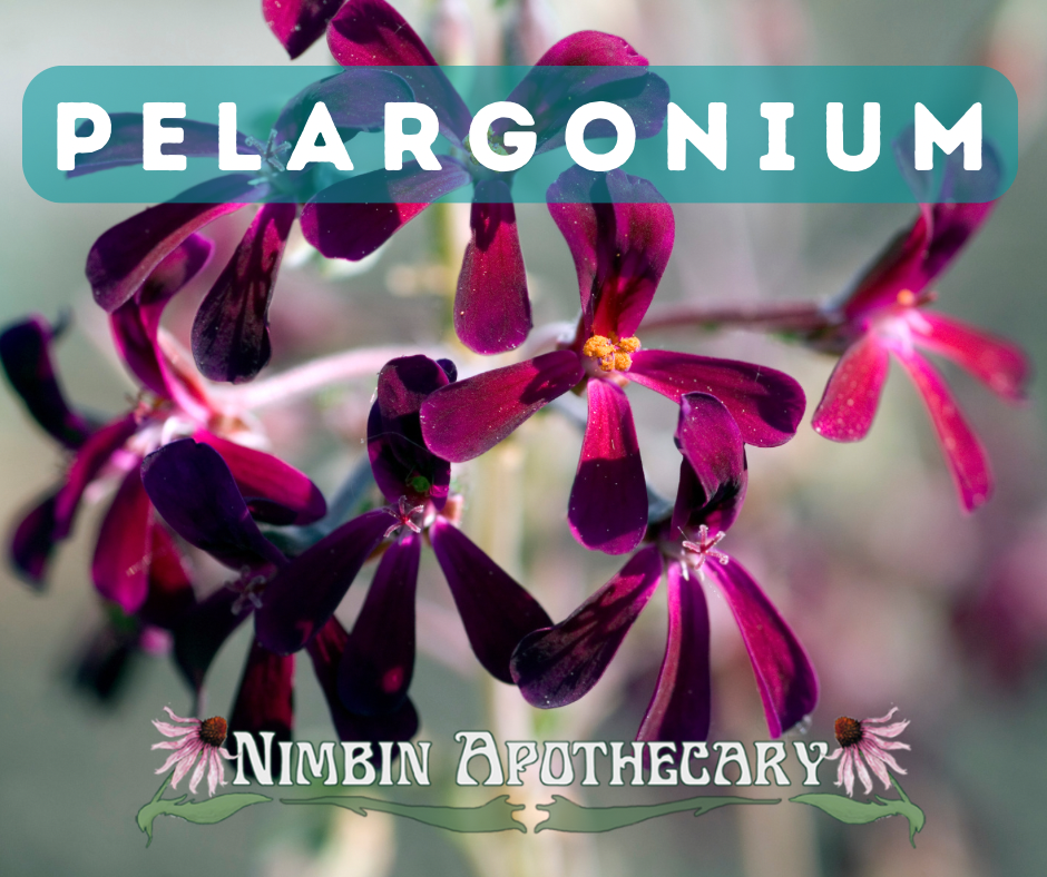 { PELARGONIUM ::: Pelargonium sidoides }