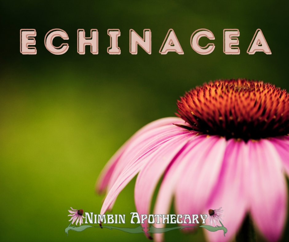 { ECHINACEA ::: Echinacea angustifolia / pallida / purpurea }