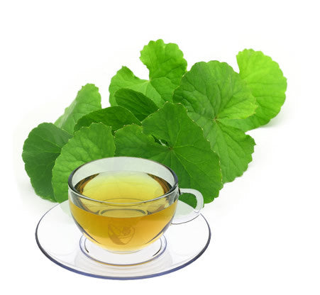 Nimbin apothecary sells Gotu Cola (brahmi) herbs online, good for memory and concentration