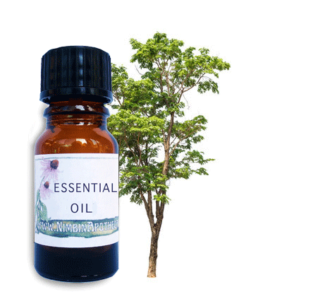 Nimbin apothecary sells the woody aroma cedarwood oil online