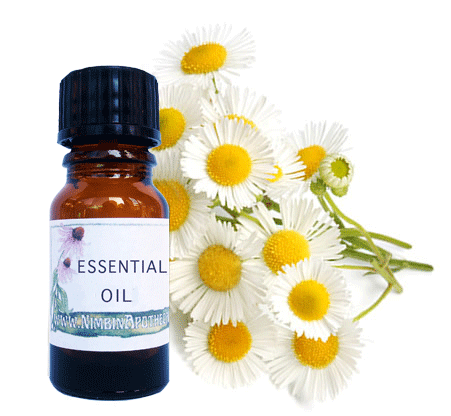 Nimbin apothecary sells chamomile oil to soothe and relax