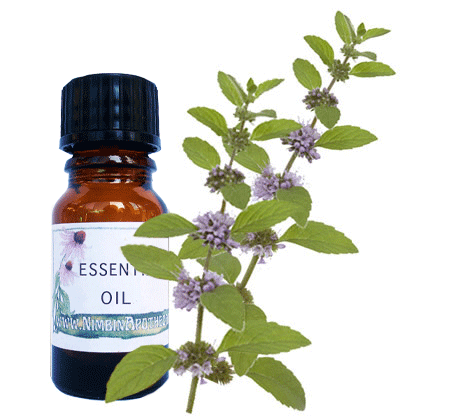 Nimbin apothecary sells pennyroyal oil online, insect repellent