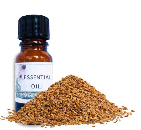 aniseed oil licorice like aroma very warming and revitalising