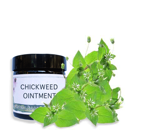nimbin apothecary is selling chickweed ointment online against eczema, psoriasis and difficult skin conditions