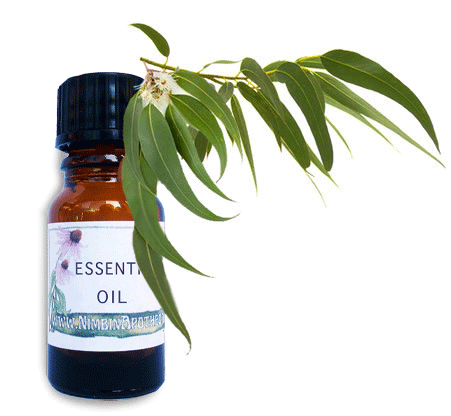 Nimbin apothecary sells Eucalyptus oil online, good cleaning product