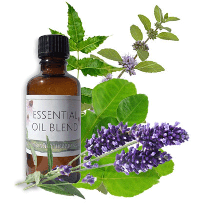 Nimbin apothecary sells hair and scalp oil online, an headlice repellent oil for hair and scalp 