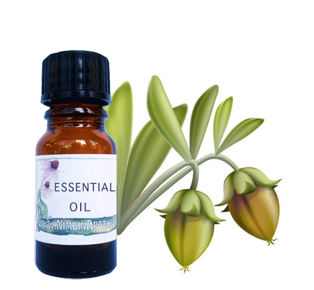 Nimbin apothecary sells jojoba oil online, rich in vitamin E, good for massage