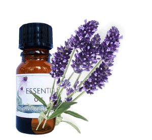 Nimbin apothecary sells lavender oil online, relaxing and antiseptic