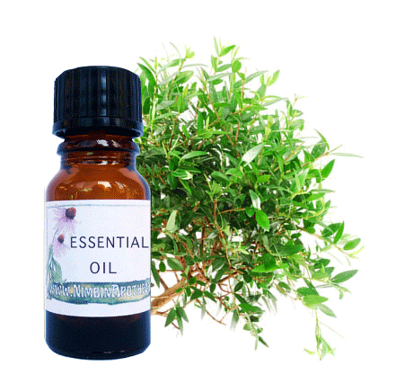 Nimbin apothecary sells lemon myrtle oil online, antiseptic