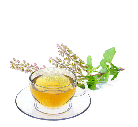 Tulsi (Holy Basil)