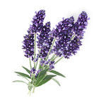 Nimbin apothecary sells lavender flowers online.